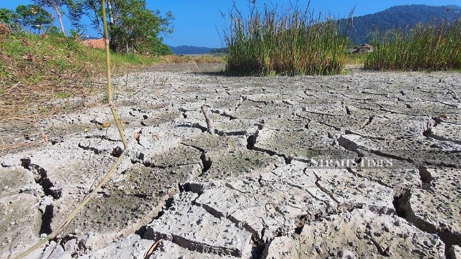 The intense El Nino phenomenon, coupled with a prolonged shortage of rainfall, has caused significant concern among Kedah’s agricultural players. - NSTP/HAMZAH OSMAN