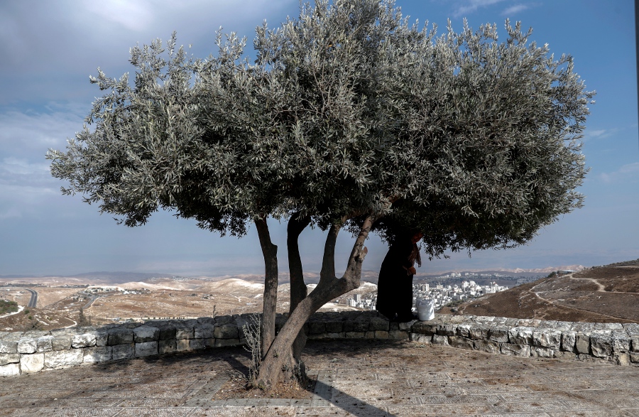 Palestinian woman collects olives from an olive tree at Mount Scopus promenade during the olive harvest season, in Jerusalem, in the background, the Israeli settlement of Ma'ale Adumim, the Dead Sea, and the Jordan valley. - EPA pic