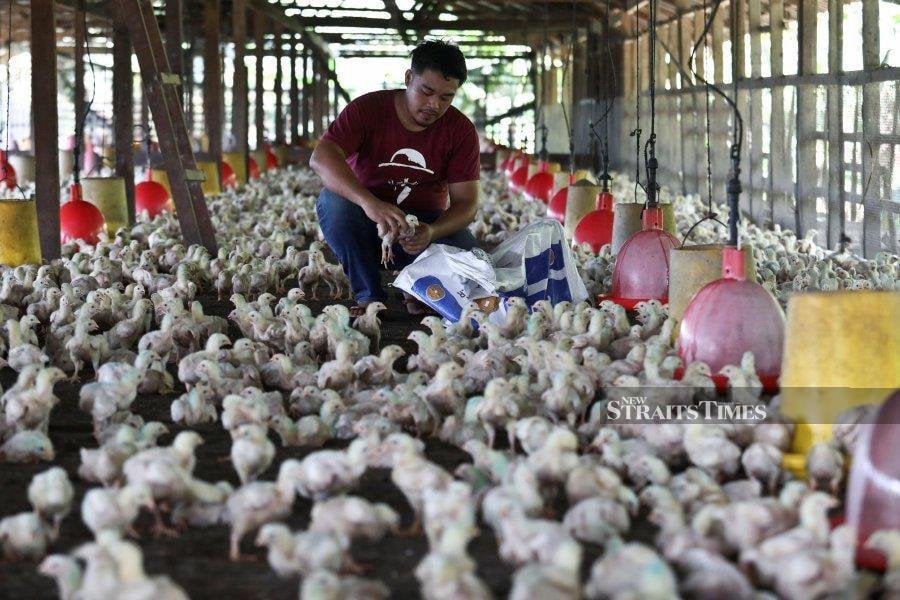  Farmhand  Mohd Hamizan Zakari  checking the  chicks at a farm in  Kampung Pelam, Telemong, in Terengganu yesterday. - NSTP/ GHAZALI KORI 