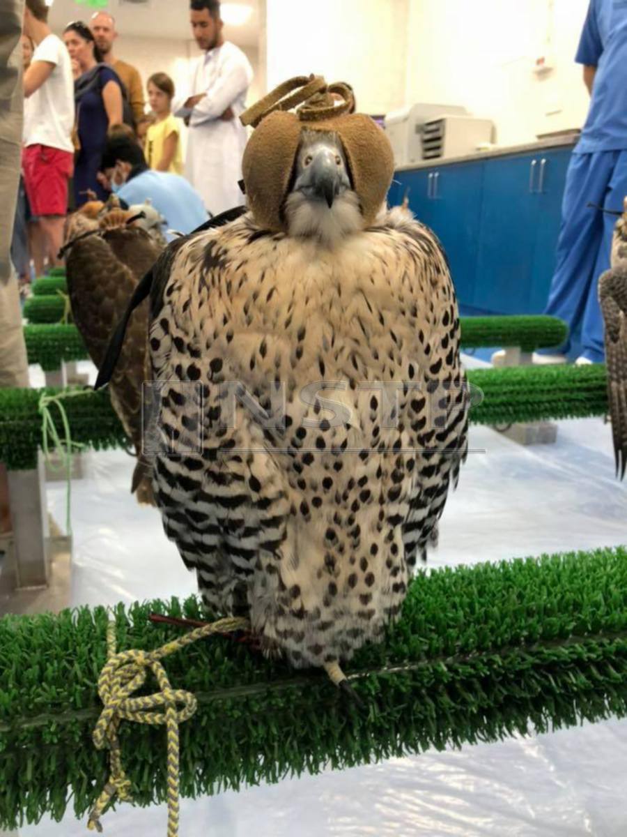 JOM GO: Up close with Abu Dhabi's national bird | New Straits Times |  Malaysia General Business Sports and Lifestyle News