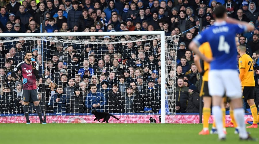 Black cat invades football match steals the limelight