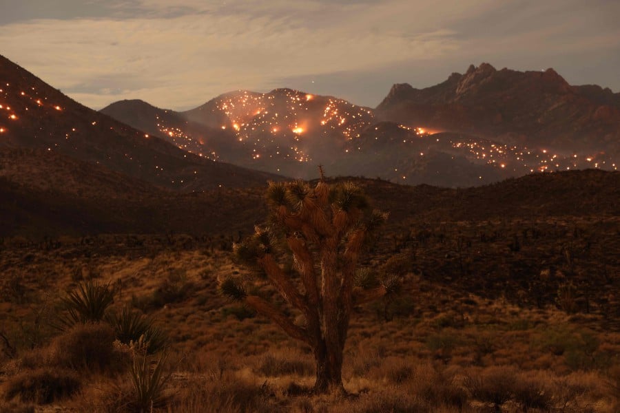 A Joshua Tree is seen as the York fire burns in the distance in the Mojave National Preserve on July 30, 2023. The year of 2023 was the hottest on record, with the increase in Earth's surface temperature nearly crossing the critical threshold of 1.5 degrees Celsius, EU climate monitors said on January 9, 2023. AFP FILE PIC