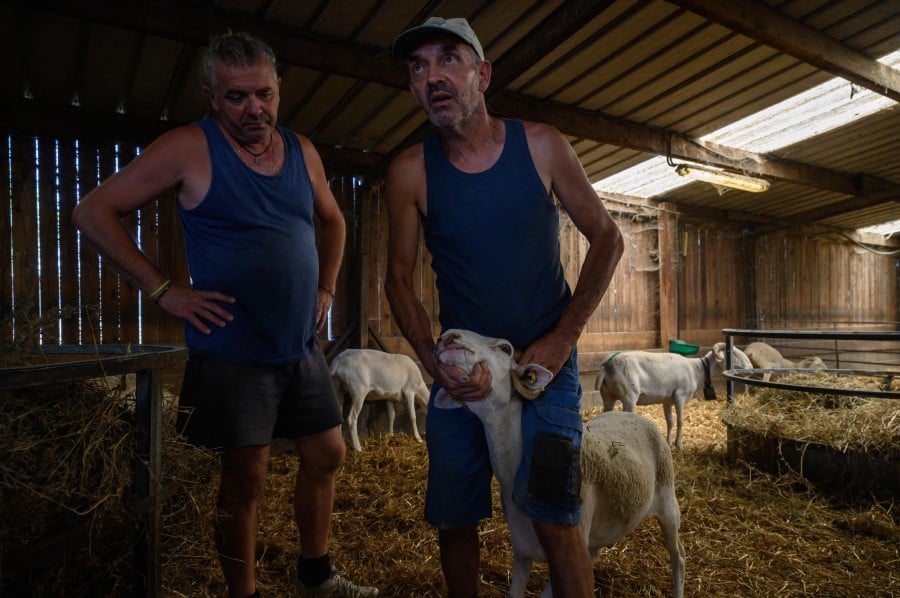 Farmer Jean-Noel Verge (R) holds a sheep which is suffering from Bluetongue virus (serotype 8) at his farm in Saint-Felix-de-Rieutord, south of Toulouse, on August 8, 2024. Bluetongue, a viral disease that affects mainly cattle and sheep and is transmitted by a midge, first struck the Pyrenees-Orientales in June. AFP PIC