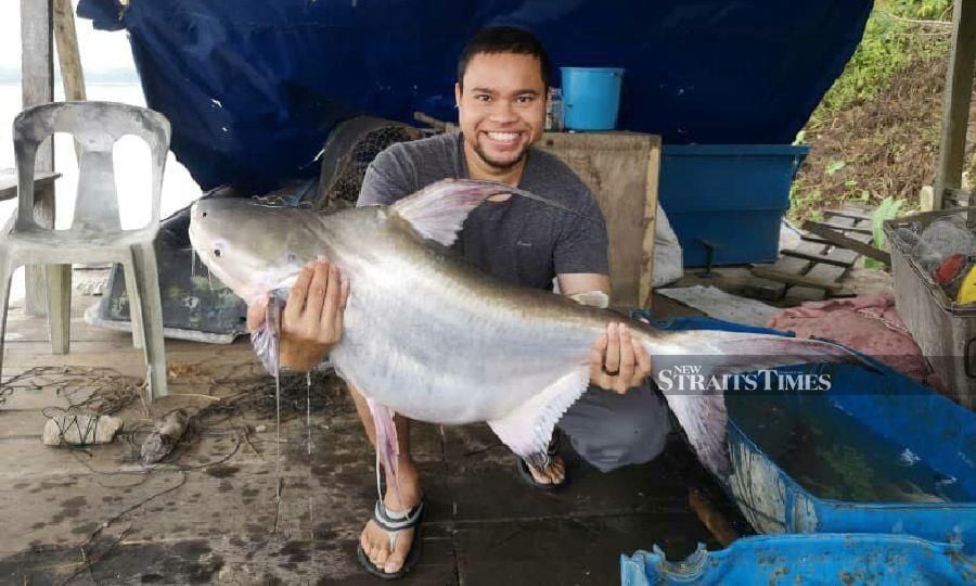 A Chao Phraya high fin catfish, caught by Muhammad Syazwan. -NSTP/Rosli Zakaria