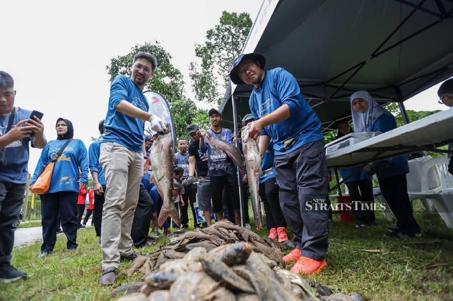 More than 80 per cent of rivers in the Klang Valley have been invaded and inhabited by foreign fish, which can cause the extinction of the rivers’ indigenous aquatic life. - NSTP/ASWADI ALIAS