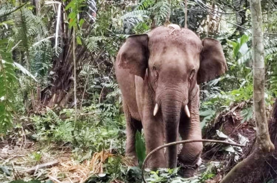 Rogue elephant to remain isolated at wildlife park New Straits Times