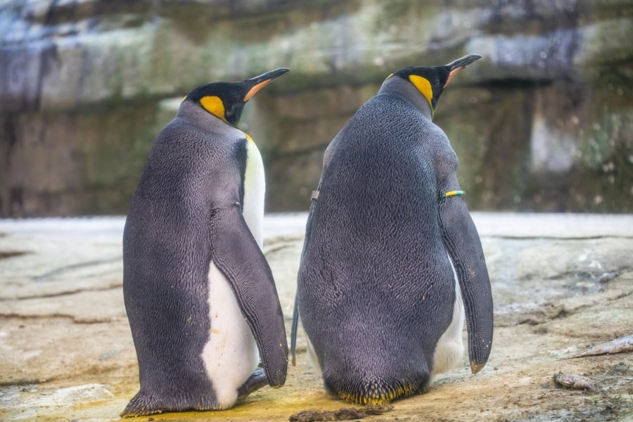 A couple of male king penguins face the sunlight, as the one on the right incubates an egg under a flap of skin at their enclosure in the Berlin ZOO, Germany.-EPA