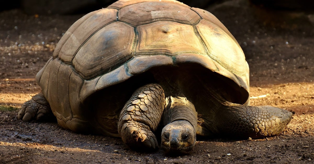 Galapagos giant tortoise gene study hints at longevity secrets | New ...