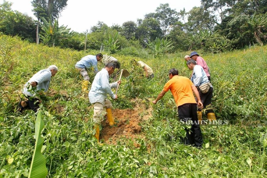 Bentong Ginger Farmers Reluctant To Relocate 