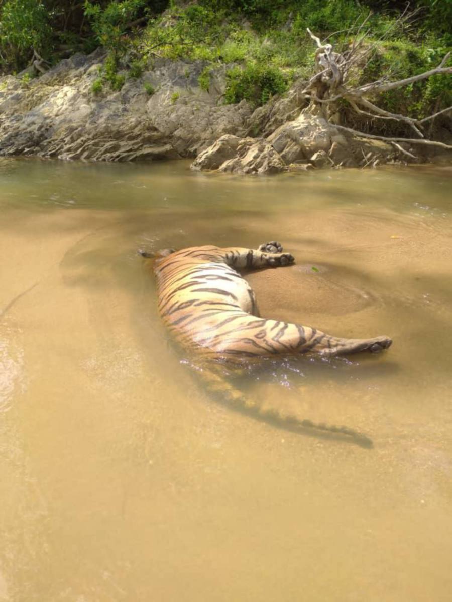 Kelantan Wildlife and National Parks (Perhilitan) director Mohamad Hafid Rohani said there were no signs of injuries on the carcass of a tiger found floating in Sungai Pergau, Kuala Krai yesterday. Pic courtesy of Perhilitan
