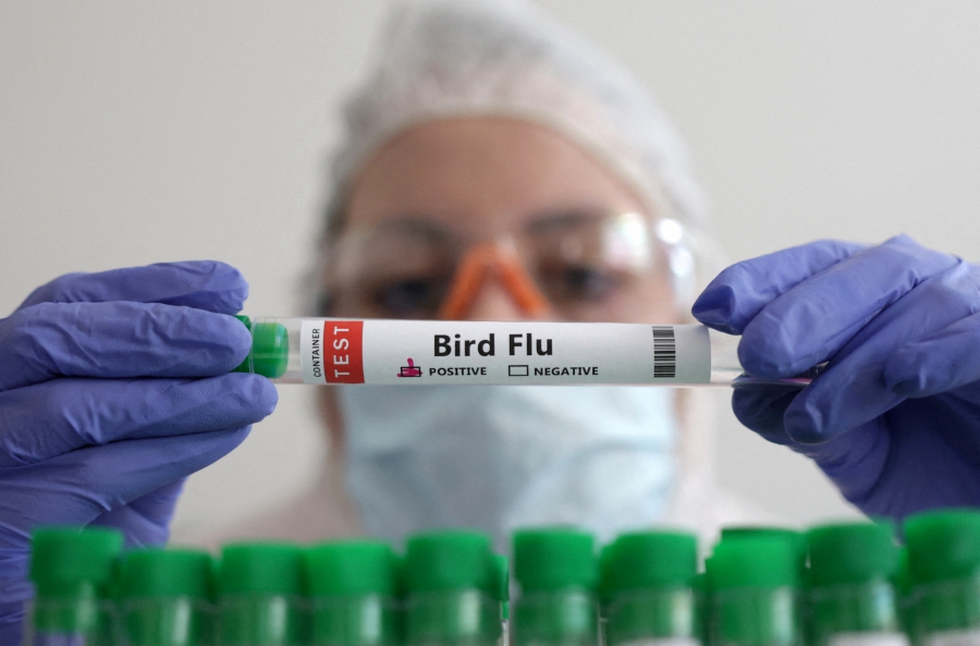 (FILE PHOTO) Bird flu has been detected for the first time in mammals in sub-Antarctica, Britain’s Animal and Plant Health Agency (APHA) said on Thursday, raising concerns the virus could spread and threaten large populations of wildlife in the region. (REUTERS/Dado Ruvic/Illustration/File Photo)