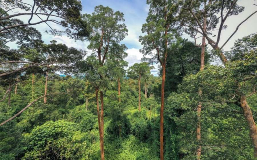 Between 2002 and 2022, the country had lost 2.85 million hectares of primary forest, accounting for an 18-per cent loss. FILE PIC