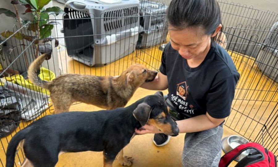 Penang Island City Council revealed that it has successfully neutered 6,046 stray and abandoned dogs from 2018 to Jan 31, 2024, as part of its TNR programme. -File pic credit (Buletin Mutiara)