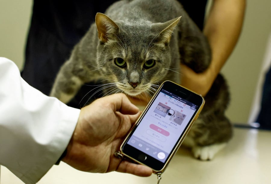 Nihon University professor and head of Nihon University Animal Medical Center Kazuya Edamura, 49, uses 'CatsMe!', an AI-driven smartphone application jointly developed by tech startup Carelogy and researchers at Nihon University that purports to tell when a cat is feeling pains, during an examination to a cat at the medical center in Fujisawa, south of Tokyo, Japan June 11, 2024. - REUTERS pic