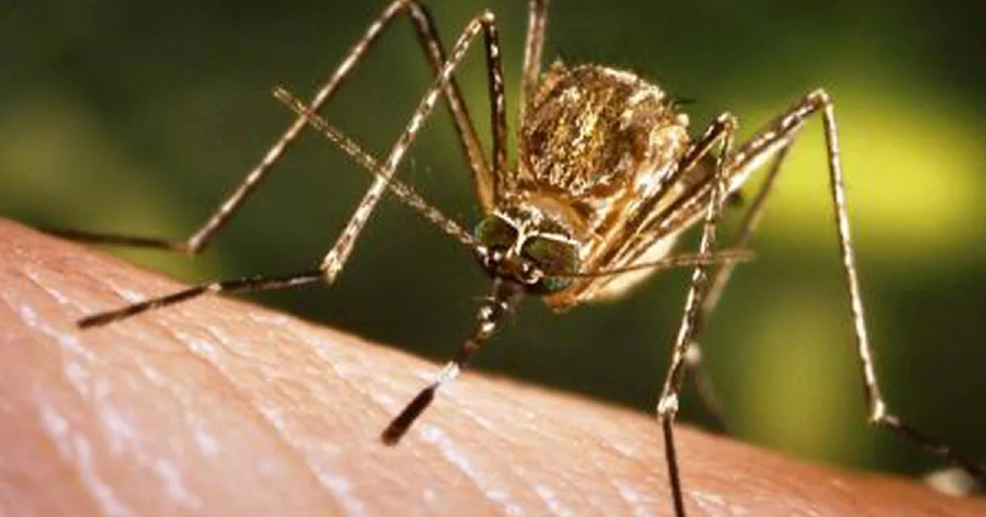  The Kedah Health Department confirmed that two cases of 'Japanese Encephalitis' (JE) infection have been detected in the Kota Setar district, with both cases involving death. - Pic credit www.who.int/