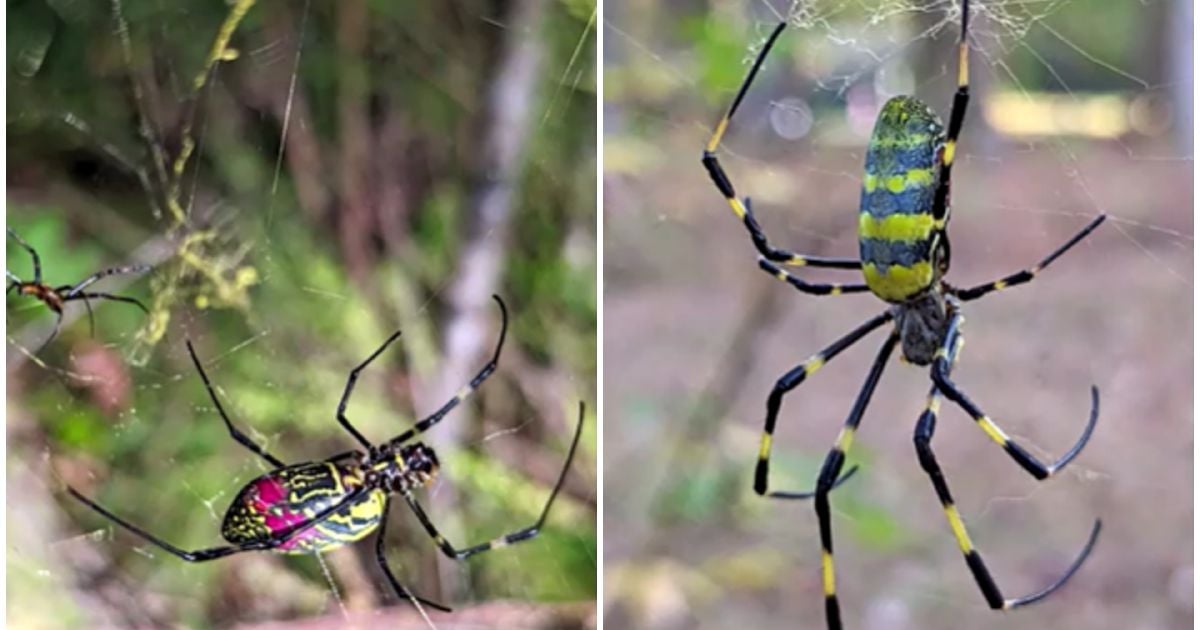 Scary but shy Joro spiders spread to US gardens, parking lots | New ...