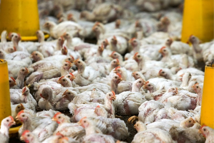 No reports of chicken shortage at farm level DVS New Straits Times