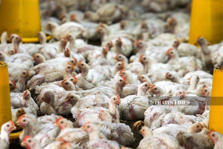 Producing local chicken feed is seen to be critical in reducing the operating costs of poultry farms and stabilising chicken prices in the market, says an expert.- NSTP/NIK ABDULLAH NIK OMAR