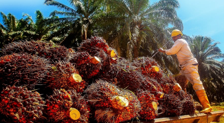 Malaysia exports RM52.3 billion of palm oil in 2020, or 73pct of ...