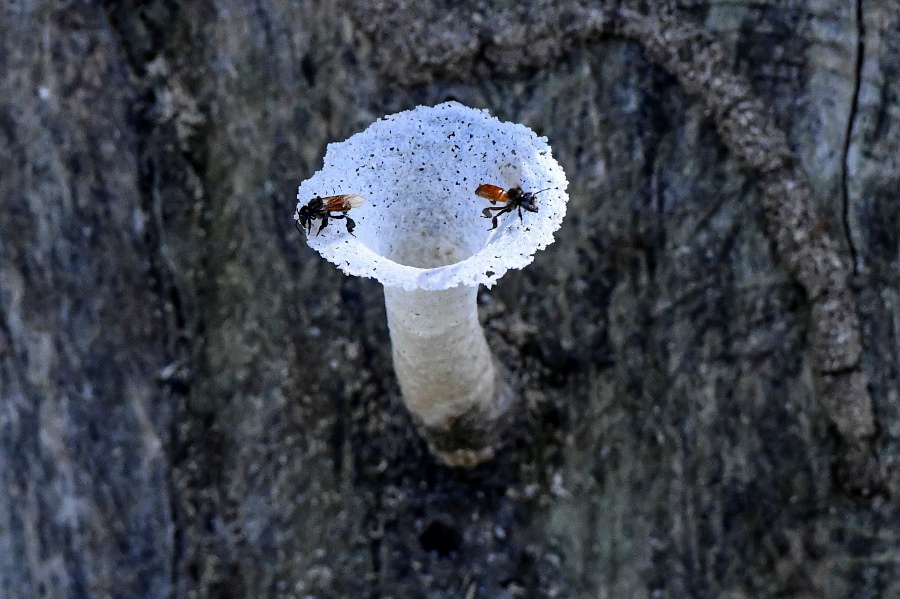 Bee Habitat Loss • Friends of the Earth