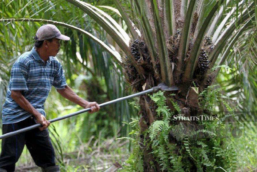 Malaysia's palm oil stockpile rises, exports tumble in October | KLSE ...