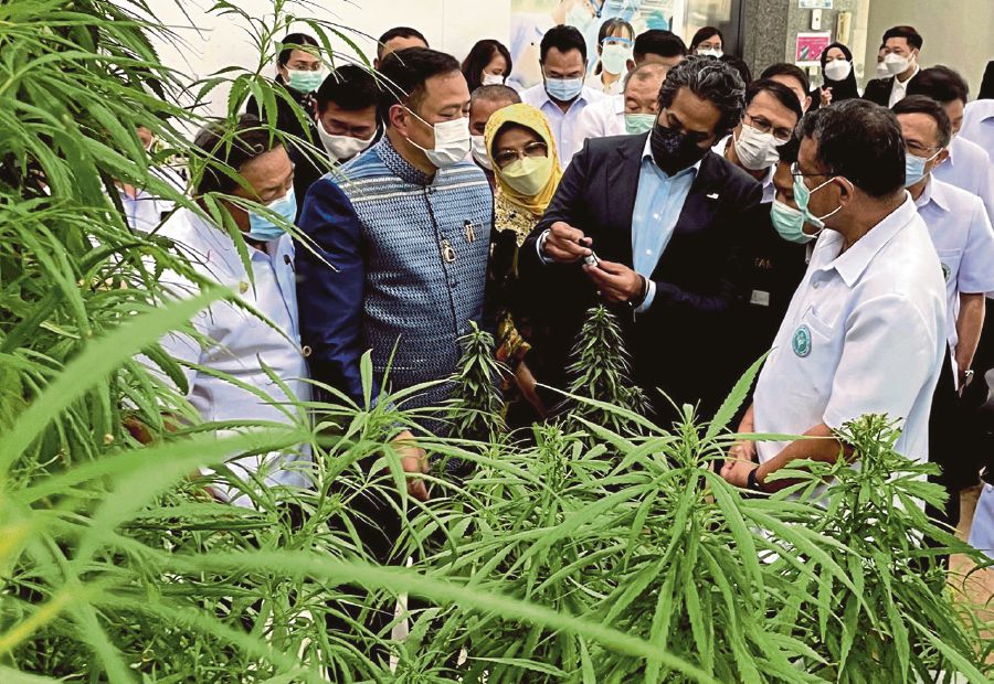 Health Minister Khairy Jamaluddin (second, right) and Thai’s Minister of Public Health, Anutin Charnvirakul (right) looking at cannabis plants and products at the Government Pharmaceutical Organisation (GPO) Thanyaburi Branch in Pathum Thani, Thailand, today. - BERNAMA pic