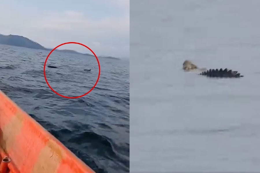 Netizens, especially from Sabah, are alarmed by several videos showing crocodiles off the waters of Kota Kinabalu in recent days. - Screengrab from Social Media