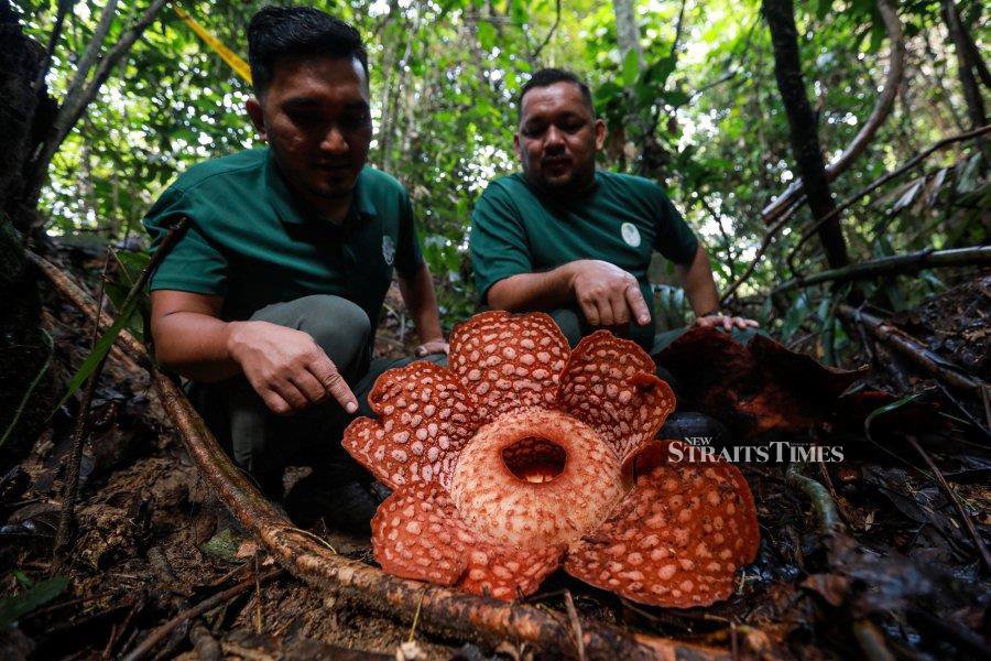 Aggregate 132+ rafflesia wallpaper - in.iedunet.edu.vn