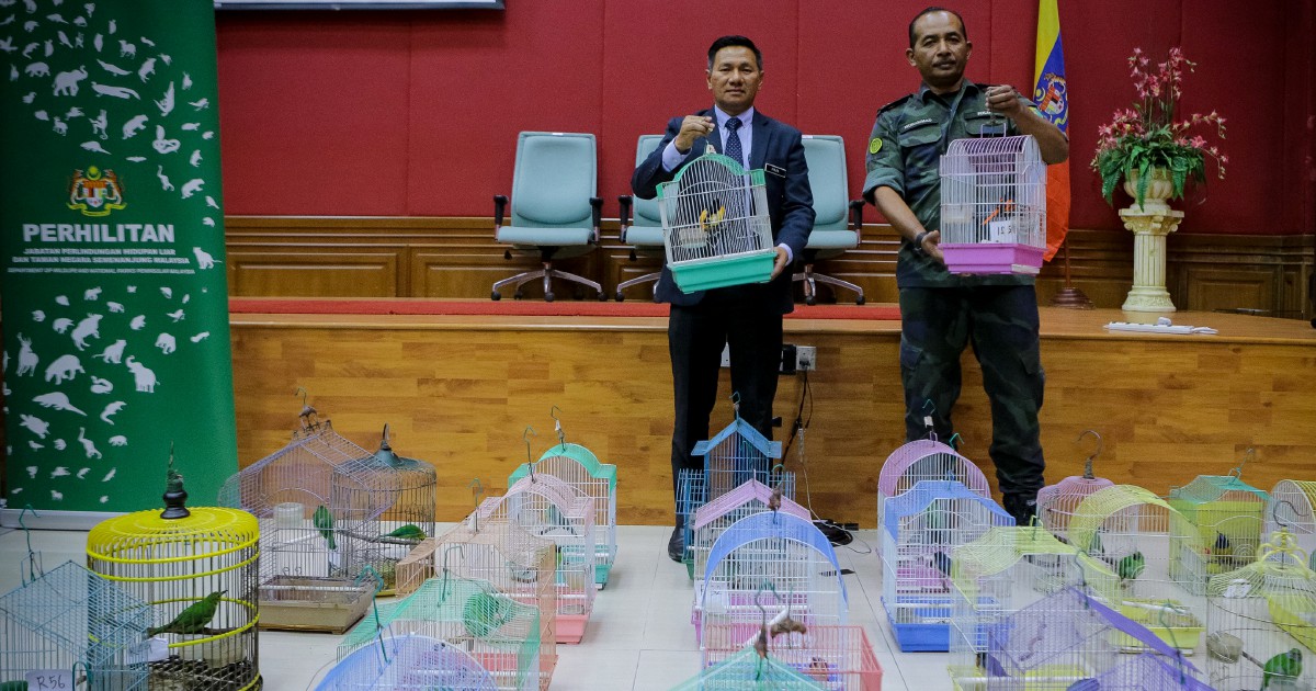 Perhilitan Pga Seize 1 978 Birds Worth Almost Rm300 000 In Op Khazanah Between Jan Sept