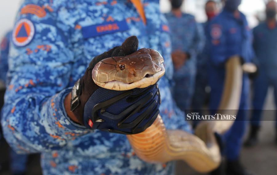 Showbiz: Hairul Azreenu0027s harrowing encounter with a king cobra 