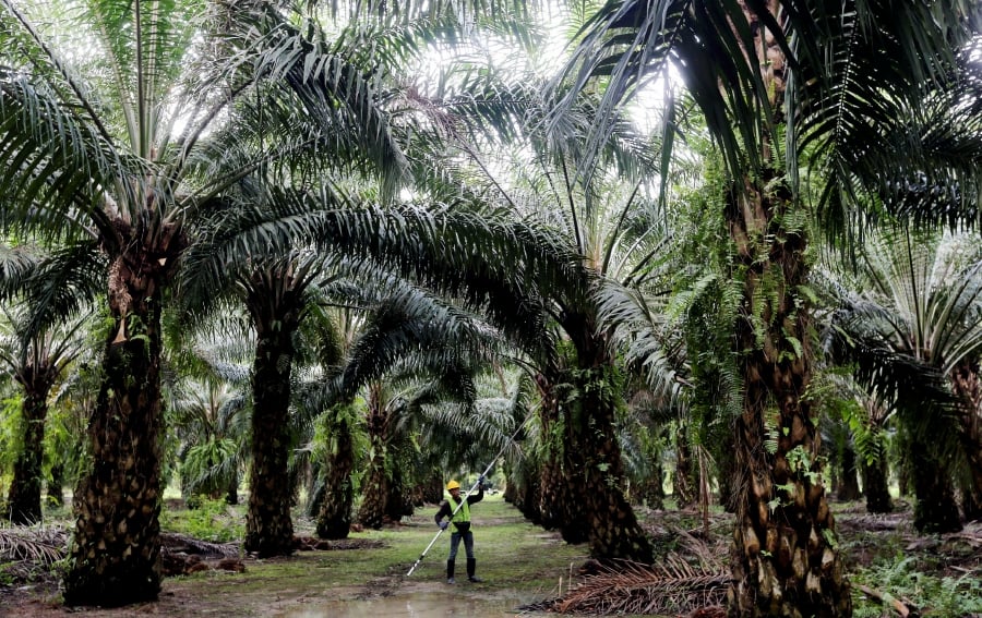 Sarawak oil palm
