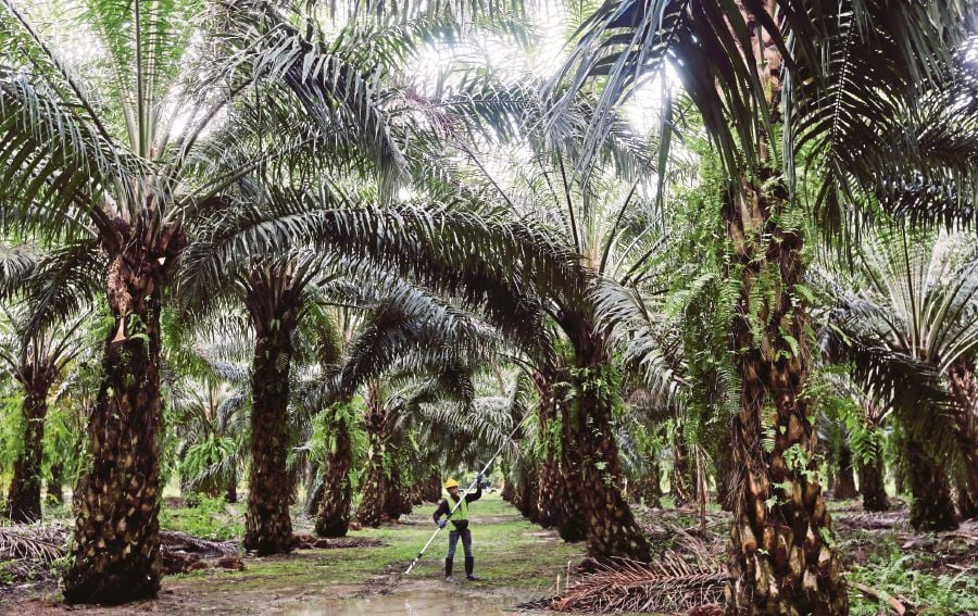 The yearly growth rates of palm oil production are slowing down, dropping by 30 per cent on average from 2011 to 2020 compared to earlier years, according to United Plantations Bhd vice chairman and chief executive director Datuk Carl Bek-Nielsen.