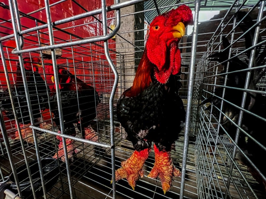 FILE: More than 57,000 chickens were culled in Japan’s Chiba Prefecture due to highly pathogenic avian influenza virus, in what is the 11th outbreak this season. — REUTERS FILE PIC