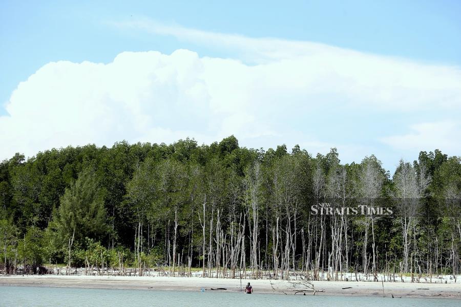 The sandy bank of Sungai Sepang Besar is nature’s beautiful painting.