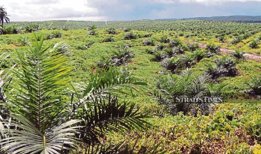 WWF-Malaysia is urging plantation owners, especially those whose lands are located adjacent to forests, to set aside part of their land as wildlife corridors. - NSTP file pic