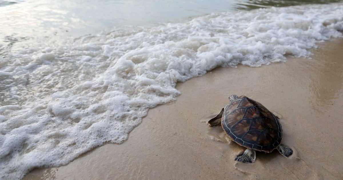 Leatherbacks return to Rantau Abang? | New Straits Times