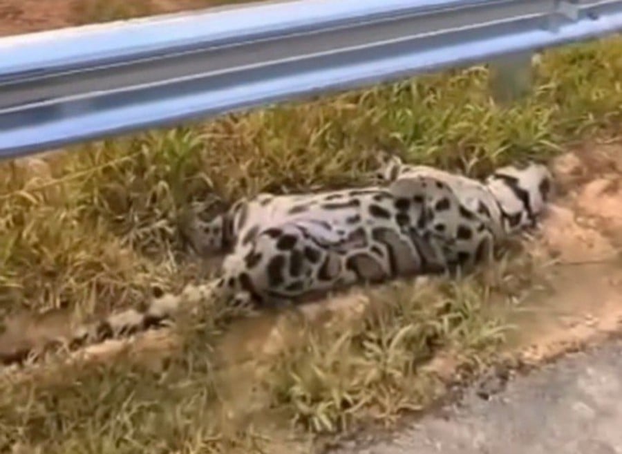 A male clouded leopard was found dead, believed to have been hit by a vehicle at Kilometre 253.3 of the West Coast Expressway (WCE) towards Trong heading to Beruas, here, yesterday. COURTESY PIC