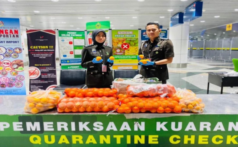 Selangor Maqis director Mohd Sobri Md Hashim said a group of Pakistani nationals tried to bring in the fruits, which the Royal Malaysian Customs Department detected on its scanning machine around 7pm on Tuesday.- Pic credit MAQIS