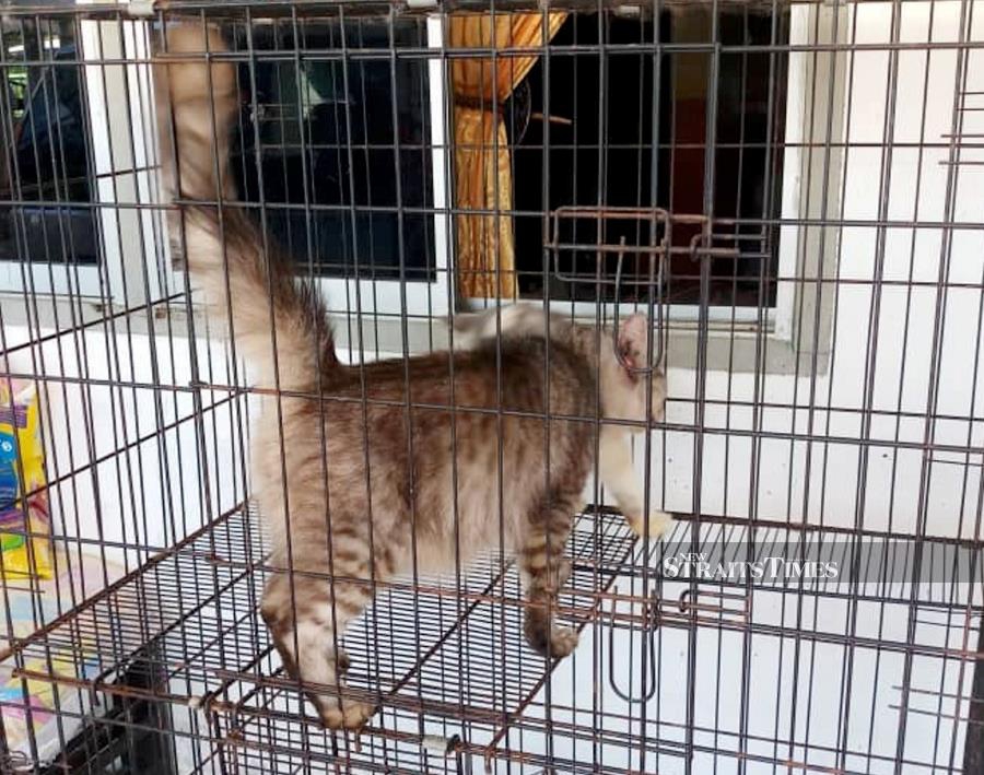 Three men try to steal Persian cats; one suspect arrested