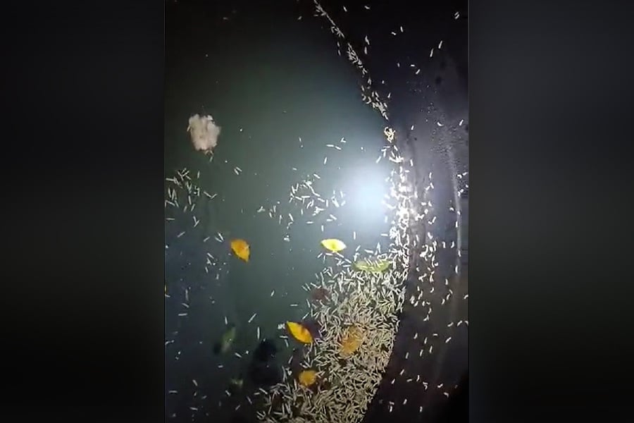 A disturbing revelation at Universiti Malaysia Sabah (UMS) has left students and social media users alarmed after a TikTok video showcased a water tank infested with maggots. - Screengrab from TikTok