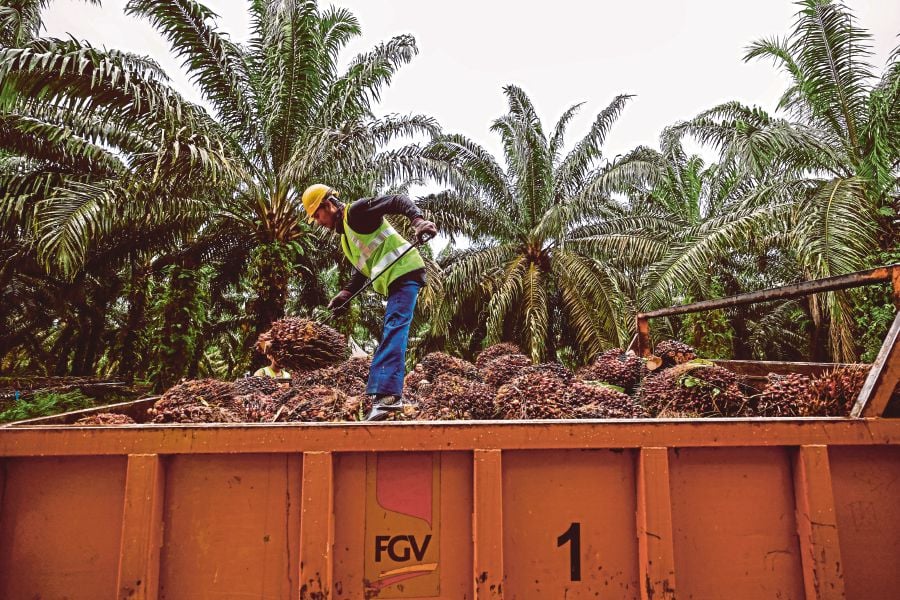 A worker arranging oil palm fruit bunches in the back of a lorry at Felda Maokil in Muar, Johor. BERNAMA PIC 