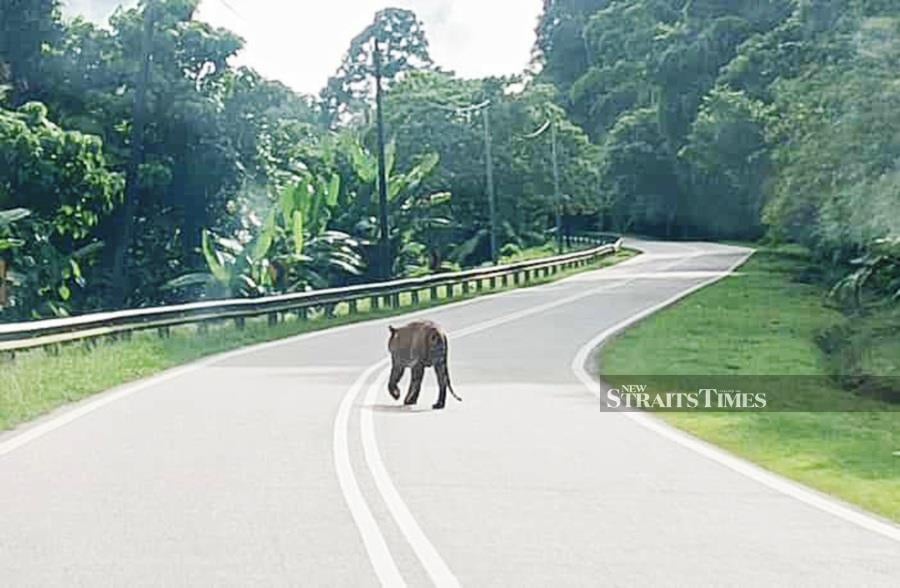 Approximately 30 plantation owners in the Meranto area here are now fearful of venturing into their oil palm and rubber plantations following the recent attacks by tigers in the area since yesterday morning. - NSTP file pic
