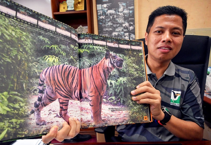 The Kelantan Wildlife and National Parks Department (Perhilitan) director, Mohamad Hafid Rohani, stated that they have installed cameras and traps to detect the said animals in response to these incidents. - Bernama file pic