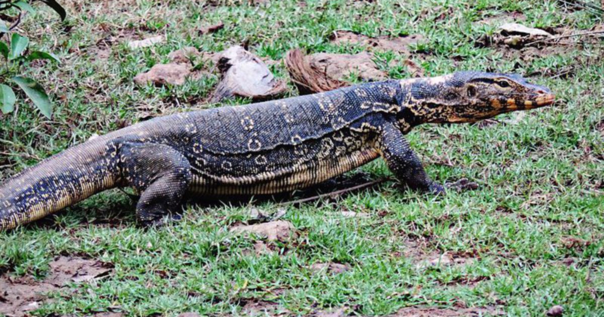 These are no cicak! Monitor lizards showing some early morning love ...