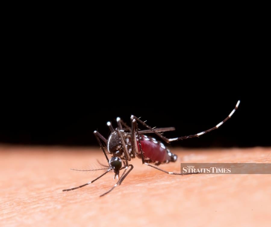 Dengue fever cases in Indonesia in the first quarter of this year has increased almost three times compared to the same period last year, said the Ministry of Health yesterday (March 31). — FILE PIC