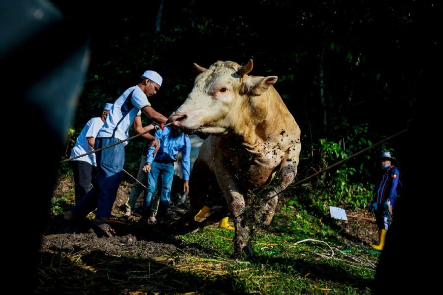 GOMBAK: The Charolais cattle breed which weighs more than 500kg (kilogrammes) was the main attraction during the Qurban programme in conjunction with Hari Raya Aidiladha at Masjid Al-Khairiyah in Gombak, Selangor. -- NSTP/ASYRAF HAMZAH