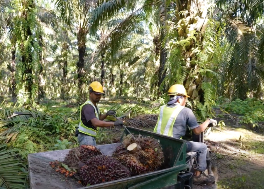 The palm oil industry in Malaysia is not just a vital source of livelihood, but also a major contributor to the Malaysian economy. - File pic credit (NST)