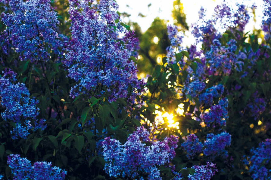 Shrubs add colour, foliage texture and structure to a garden. Choose the right types that complement your home.