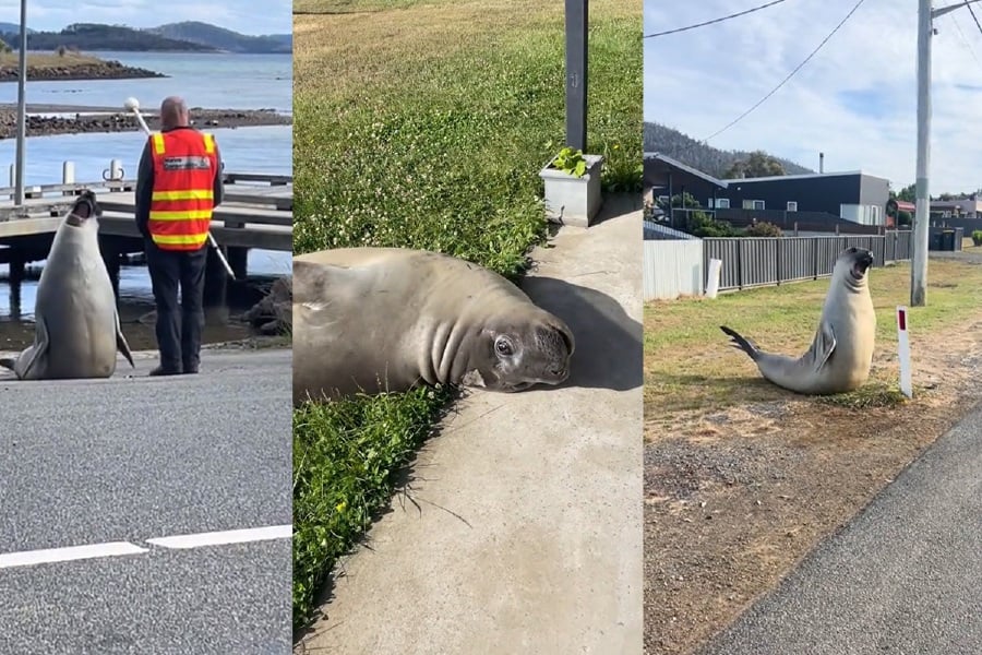 An elephant seal went viral recently after he was seen ‘goofing’ around and strutting down the streets of Tasmania, Australia. - Video screenshot from TikTok