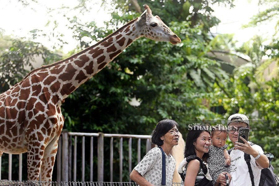 KUALA LUMPUR: A family taking a picture with a giraffe at the National Zoo. - NSTP/SAIFULLIZAN TAMADI